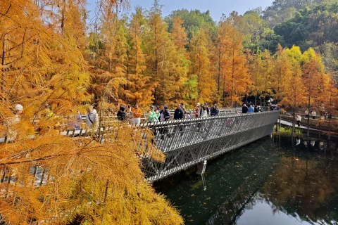 福建福州：福道水杉“换装”引游人