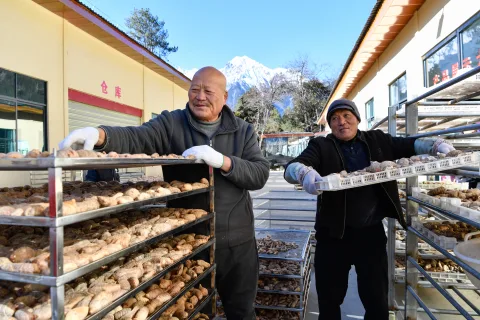 西藏波密县：藏天麻种植成村民增收的“新引擎”