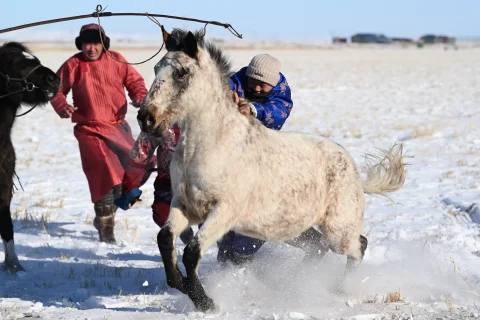 内蒙古锡林郭勒：冬日雪原上的驯马比赛