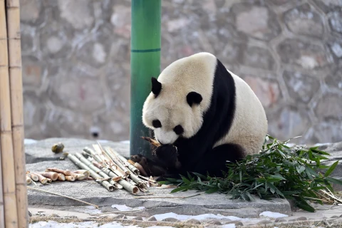 冬日乐趣：甘肃兰州大熊猫尽享雪季时光