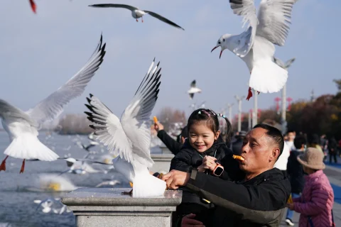 云南昆明迎新年：市民游客与红嘴鸥共享欢乐时光