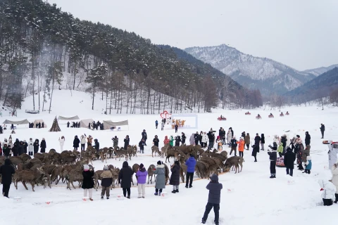 伊春金山鹿苑冰雪旅游季开幕 游客与小鹿亲密互动