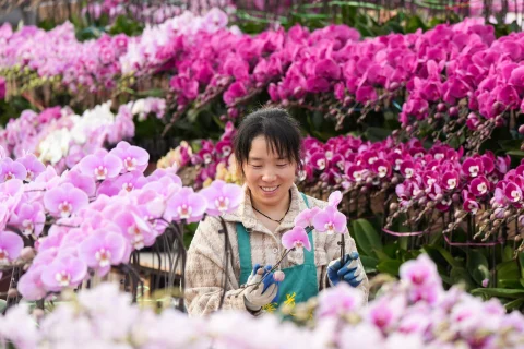 年宵花热销：北京花卉市场迎接元旦盛况