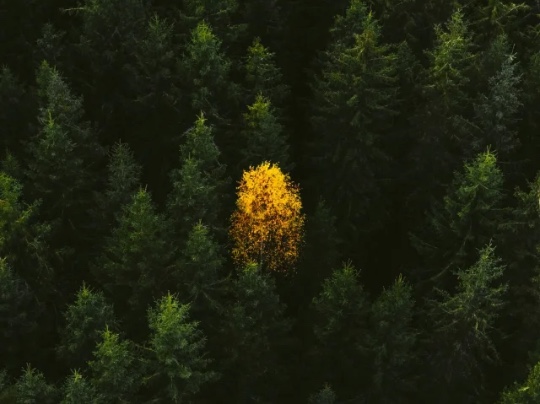 Esplora le Foreste Verdi: il Cuore della Natura e le Capsule di Ossigeno della Terra